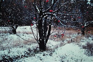 Image description is not available for 1984.022